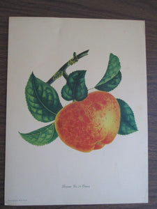 Pomme Le 18 Pnces Orange Penn Print 9" X 12"