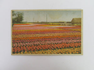 Vintage Post Card Field of Flowers