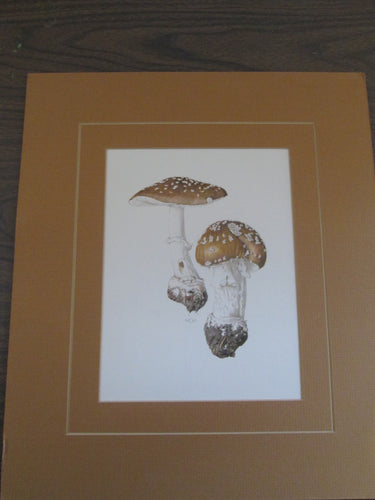 Mushroom Print 1963