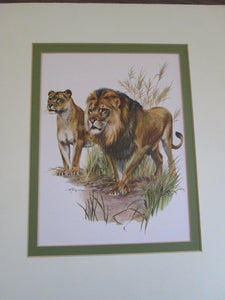 Lion and Lioness Print
